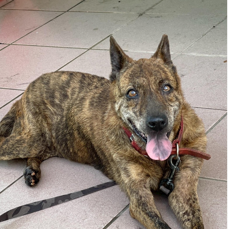 臺南市動物之家灣裡站,編號:65474, 混種犬          