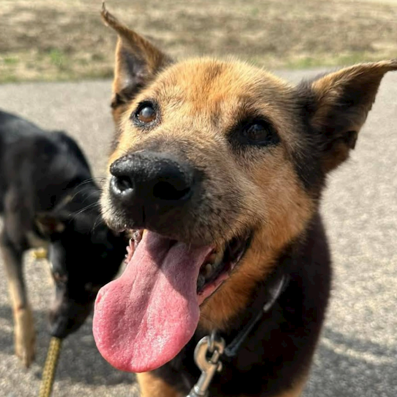 臺南市動物之家灣裡站,編號:27566, 混種犬          