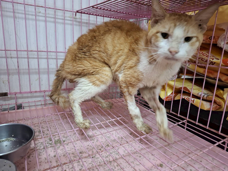 臺北市動物之家,編號:409448, 混種貓                 