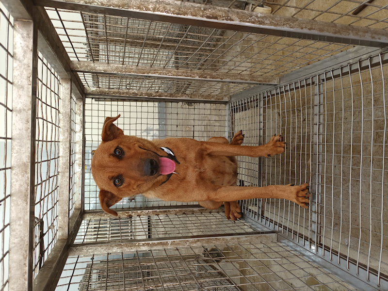 嘉義縣動物保護教育園區,編號:415238, 混種犬          