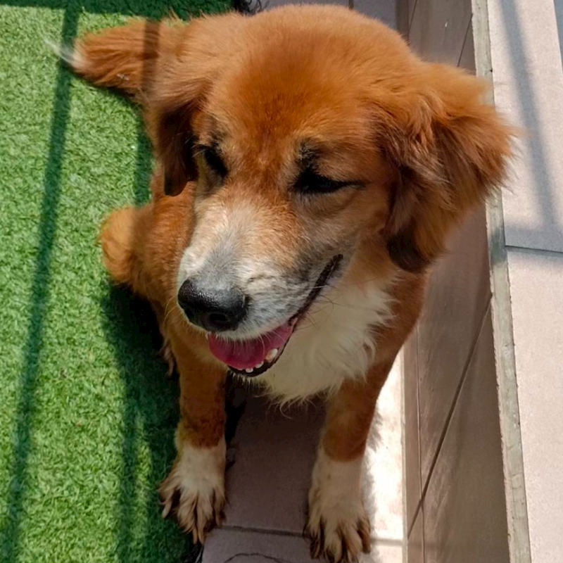 臺南市動物之家灣裡站,編號:397858, 混種犬          