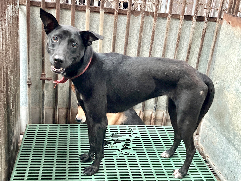彰化縣流浪狗中途之家,編號:312322, 混種犬          