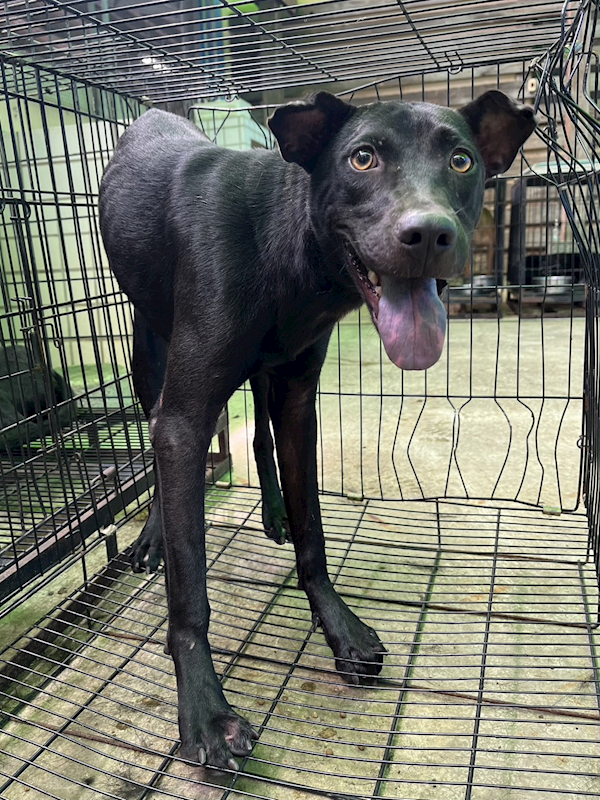 彰化縣流浪狗中途之家,編號:373853, 混種犬          
