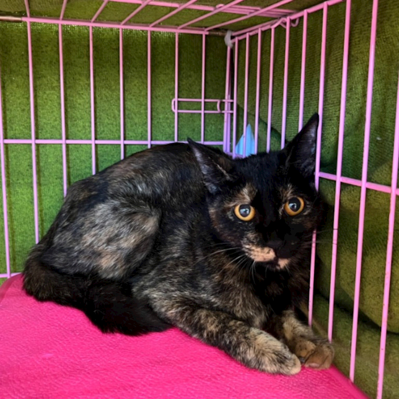 臺北市動物之家,編號:314144, 混種貓                 