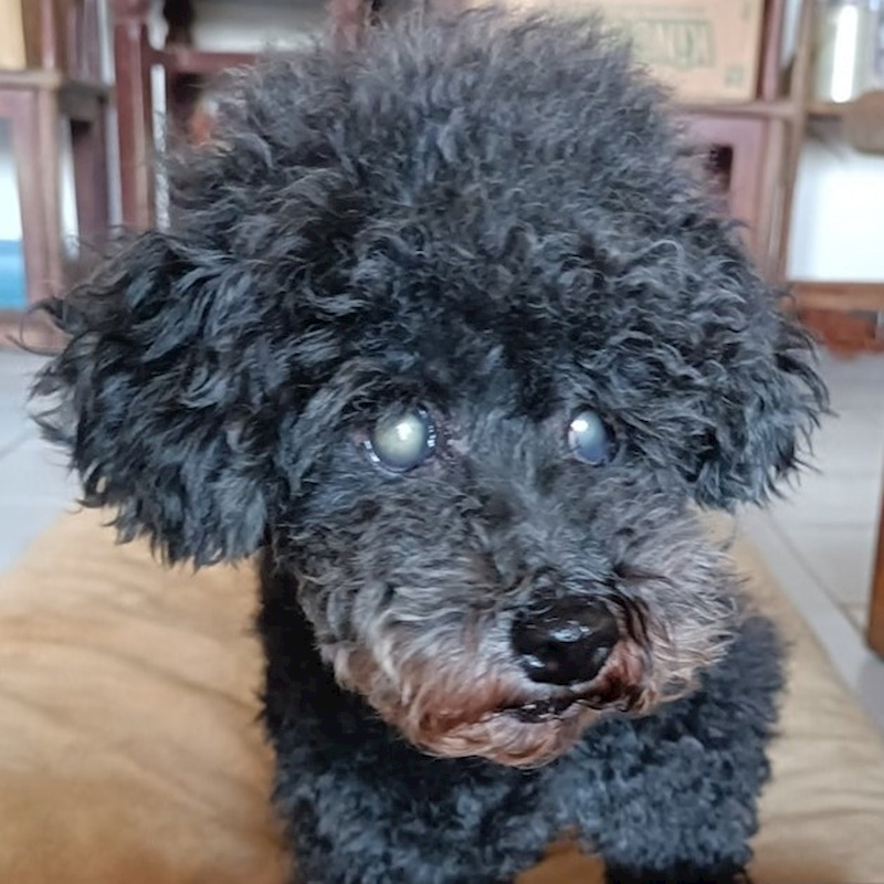 新北市新店區公立動物之家,編號:402585, 貴賓犬        