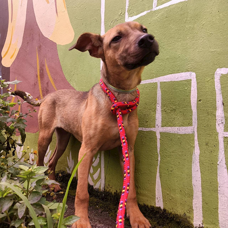 新北市新店區公立動物之家,編號:308346, 混種犬          