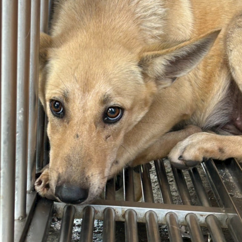 澎湖縣流浪動物收容中心,編號:416593, 混種犬          