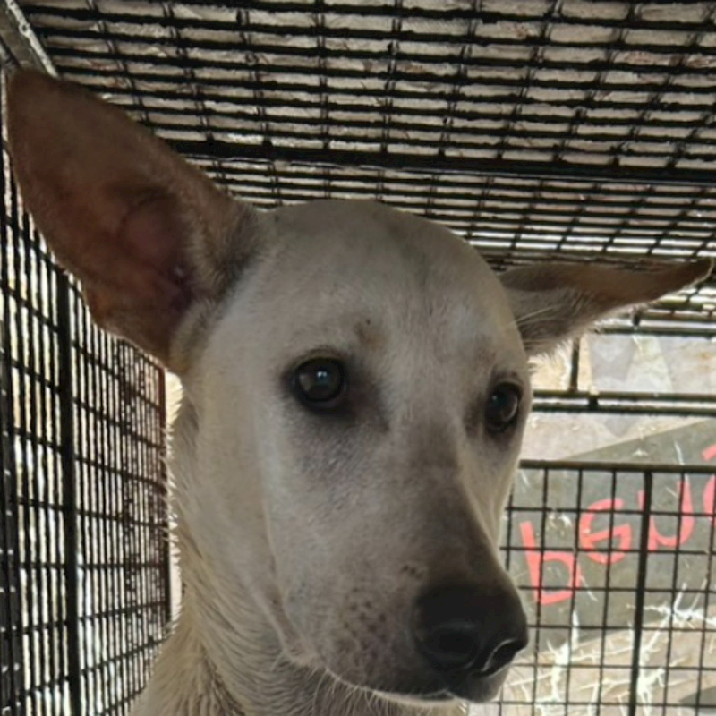 澎湖縣流浪動物收容中心,編號:416592, 混種犬          