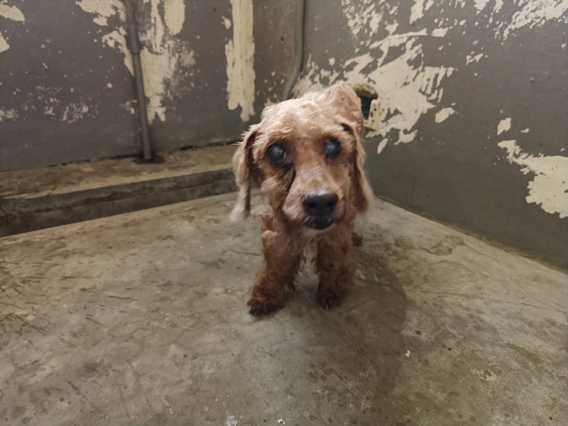 新竹市動物保護教育園區,編號:407782, 貴賓犬        