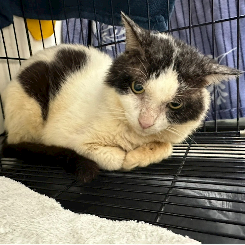 臺北市動物之家,編號:366962, 混種貓                 