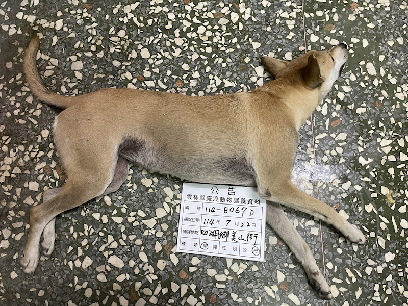 雲林縣流浪動物收容所,編號:415960, 混種犬          