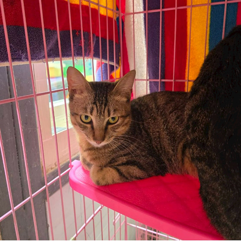 臺北市動物之家,編號:398194, 混種貓                 