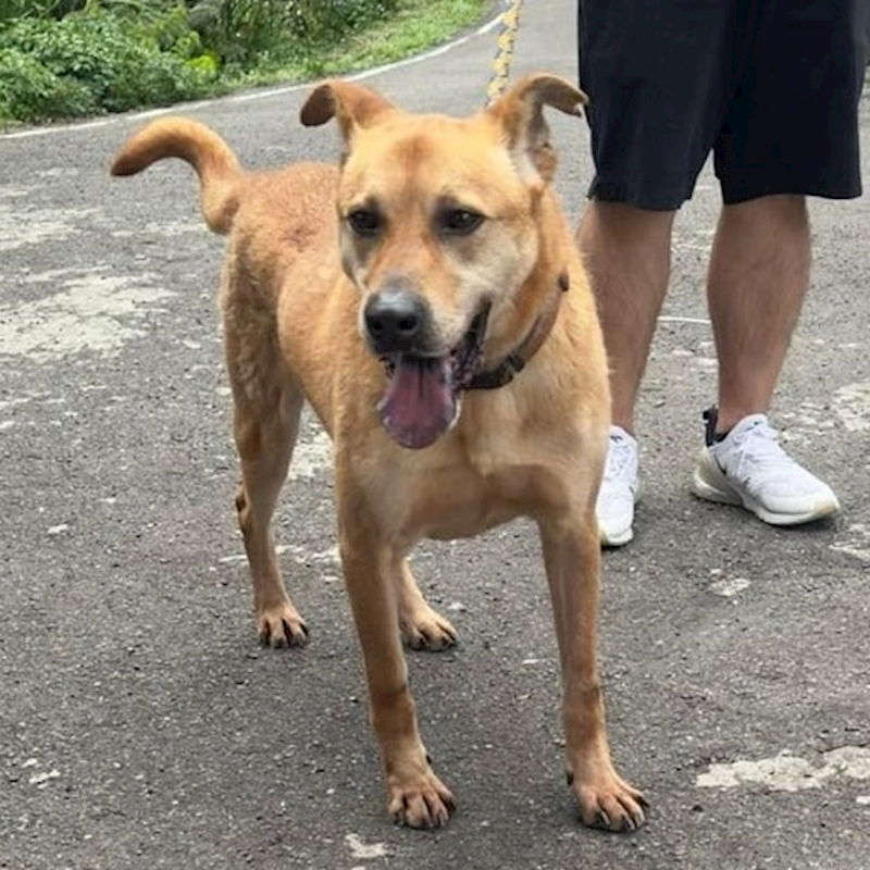 新北市新店區公立動物之家,編號:169466, 混種犬          