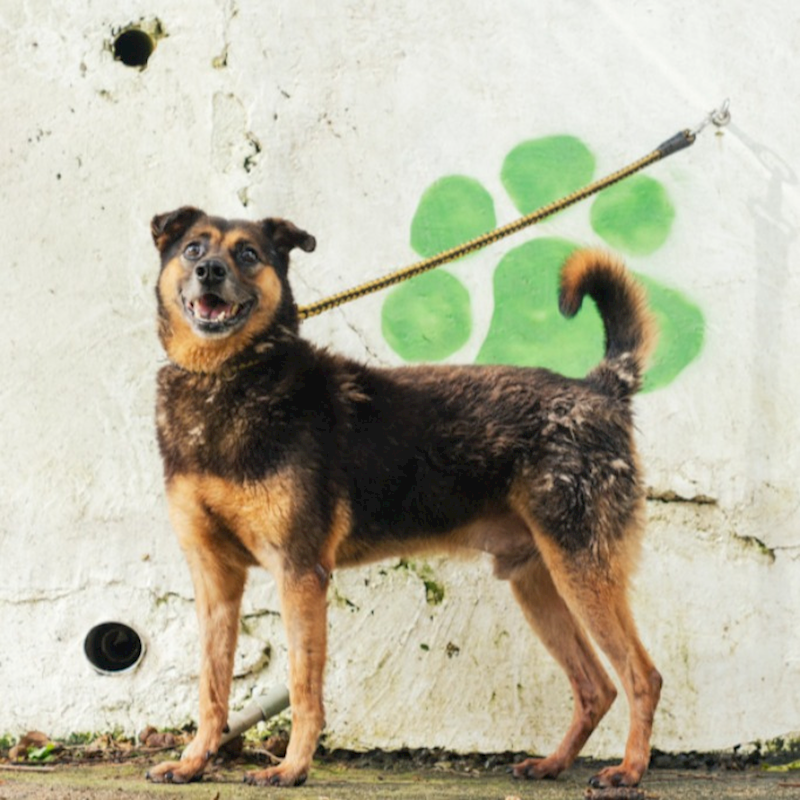 新北市五股區公立動物之家,編號:133174, 混種犬          