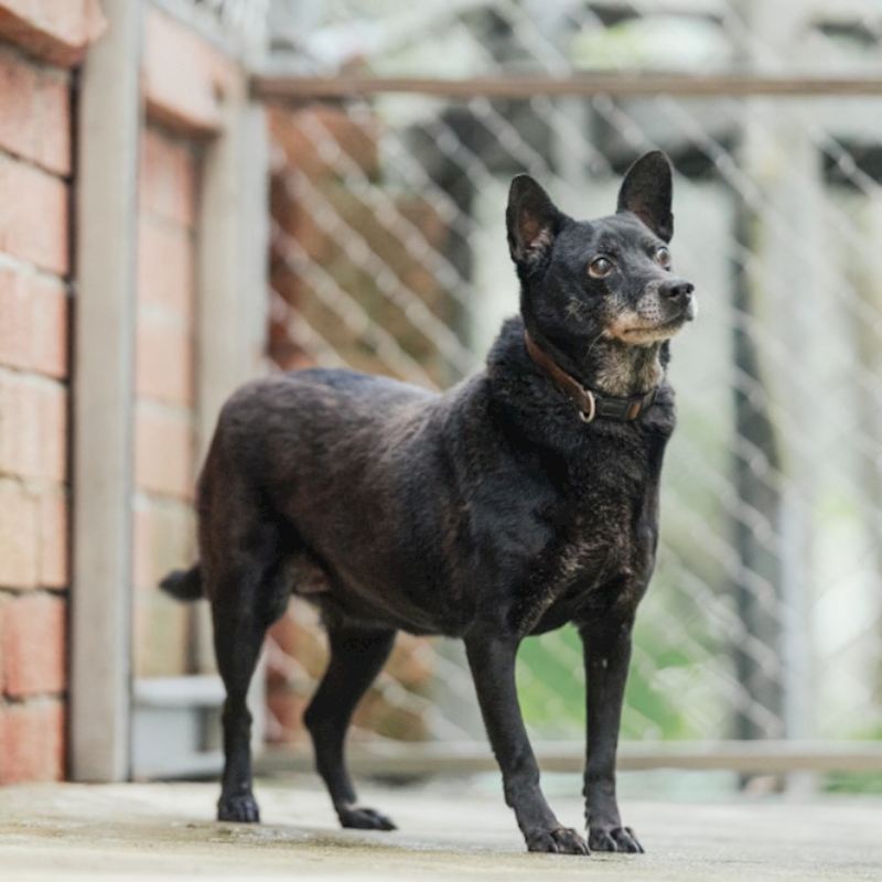 新北市八里區公立動物之家,編號:168936, 混種犬          