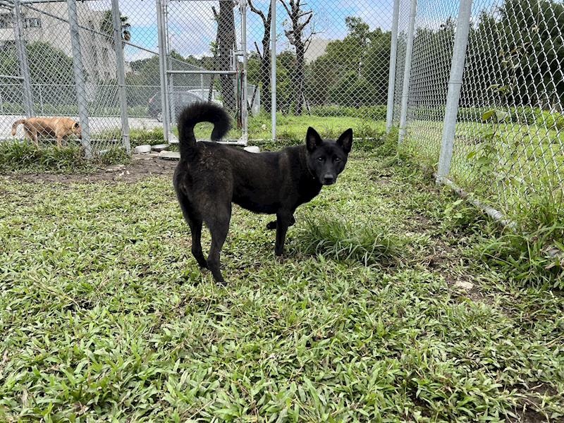 臺北市動物之家,編號:31784, 混種犬          