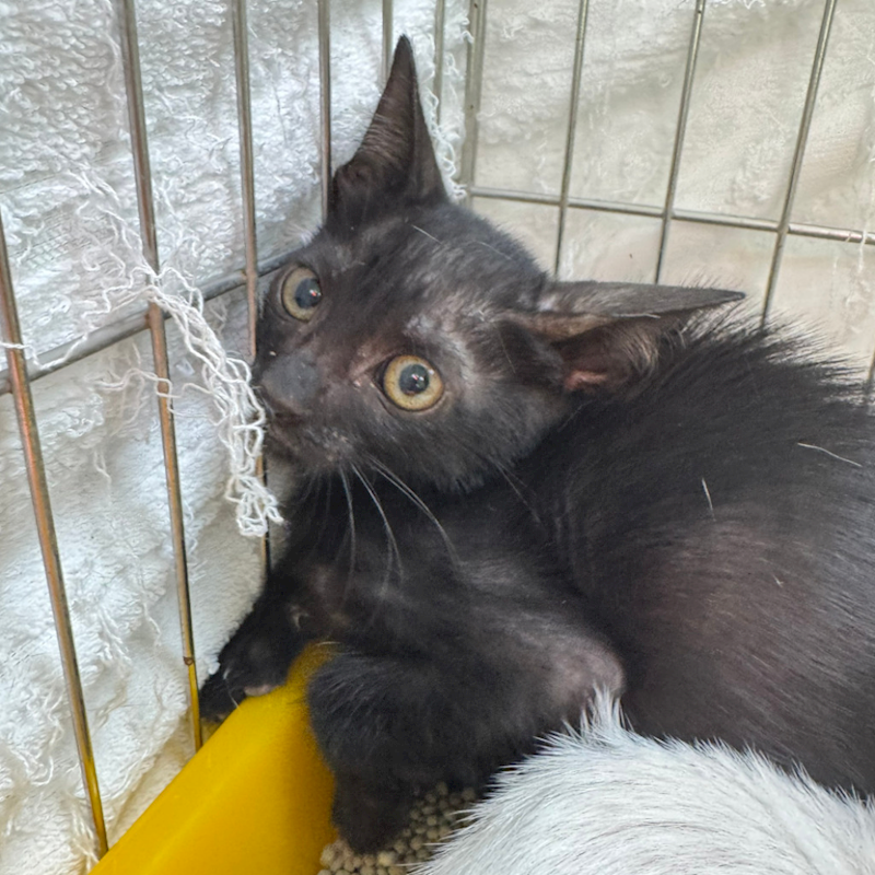 新北市八里區公立動物之家,編號:416990, 混種貓                 