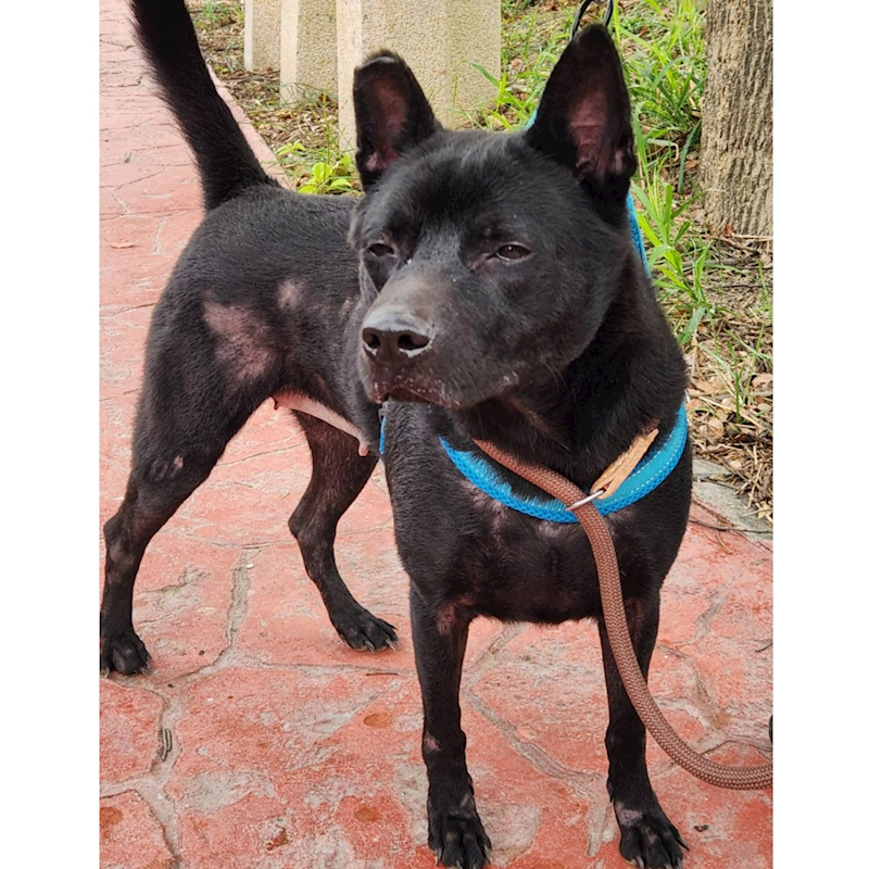 新竹縣動物保護教育園區,編號:228055, 混種犬          