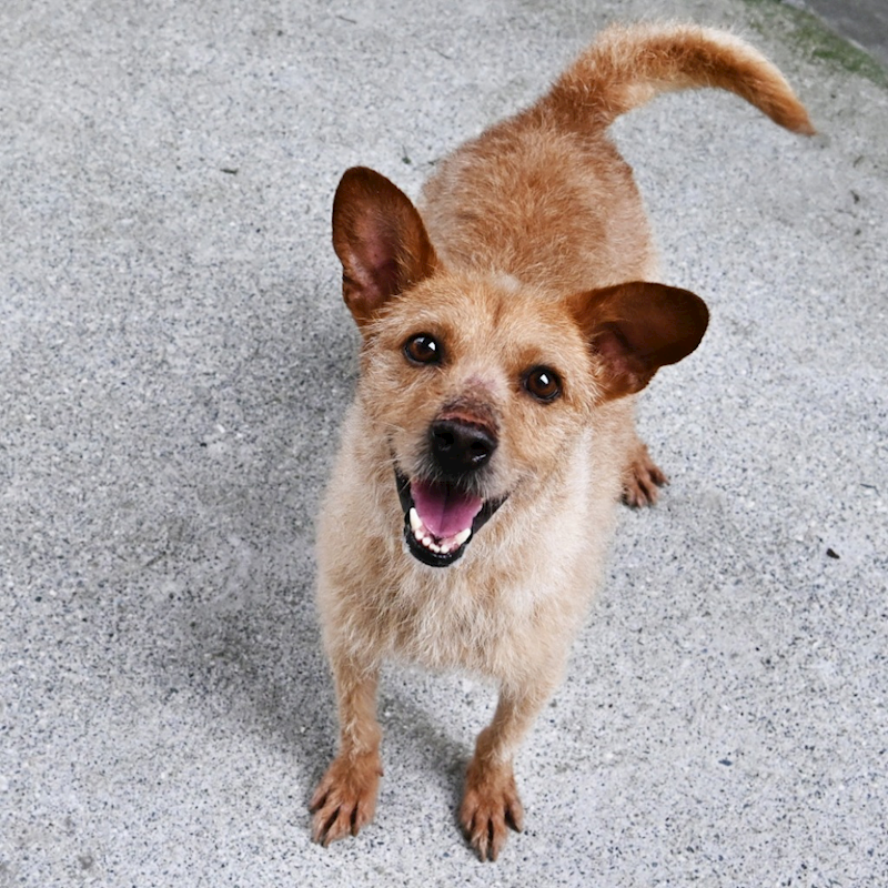 花蓮縣狗貓躍動園區,編號:343382, 混種犬          