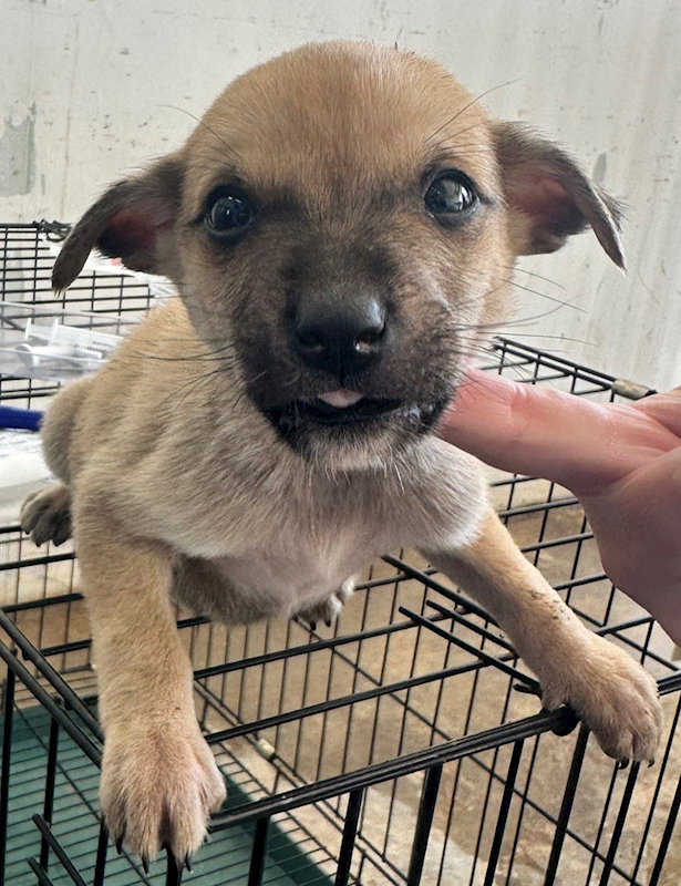 花蓮縣狗貓躍動園區,編號:391625, 混種犬          