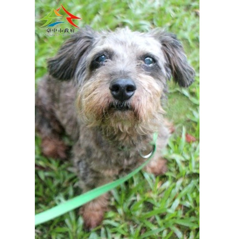 臺中市動物之家后里園區,編號:414298, 迷你雪納瑞