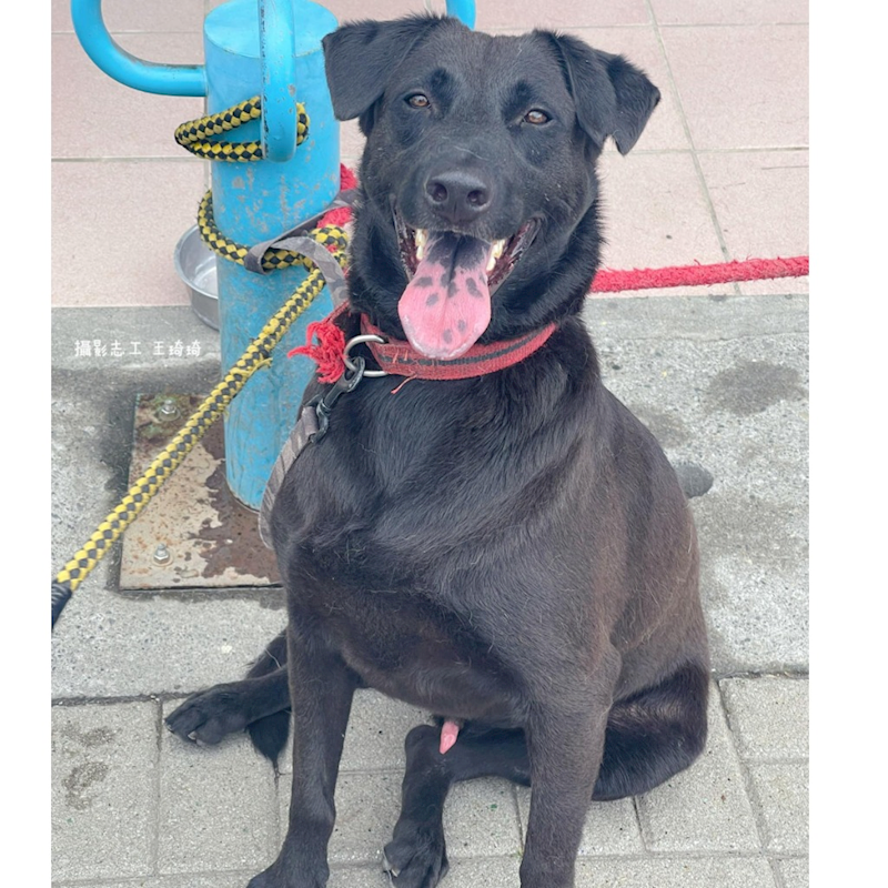 臺南市動物之家灣裡站,編號:298463, 混種犬          