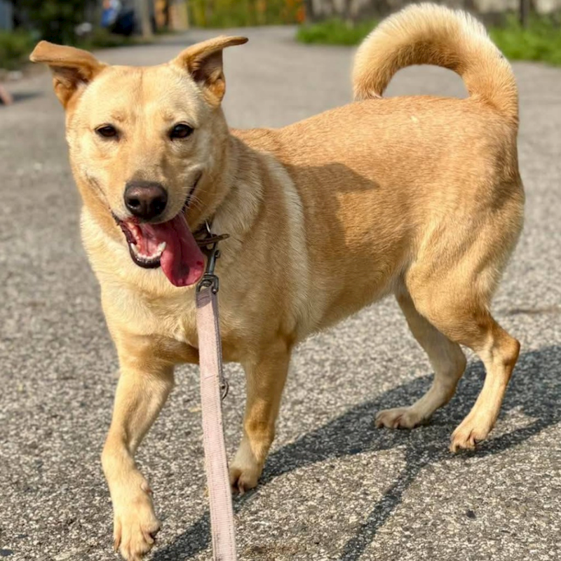 臺南市動物之家灣裡站,編號:386860, 混種犬          