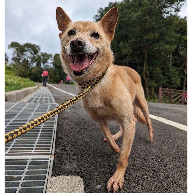 基隆市寵物銀行,編號:28271, 混種犬          