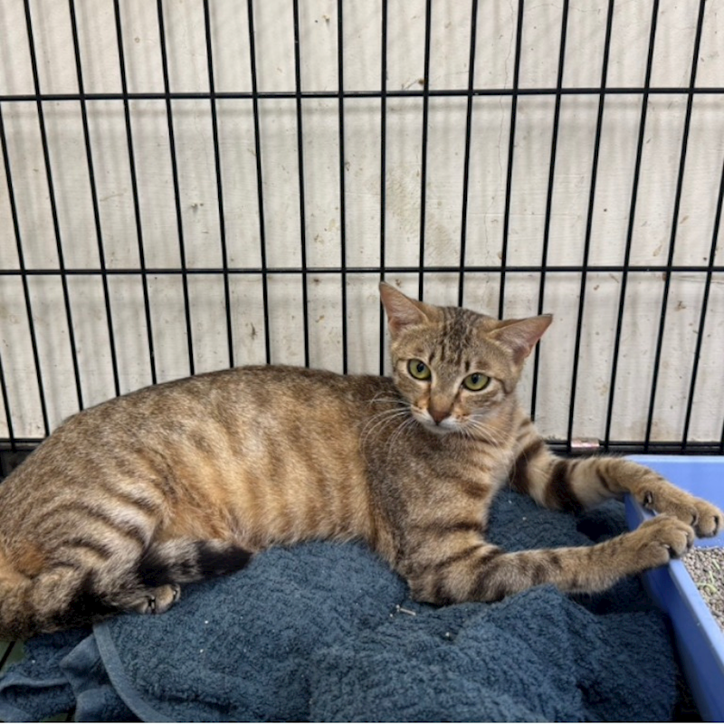 臺南市動物之家善化站,編號:407323, 混種貓                 