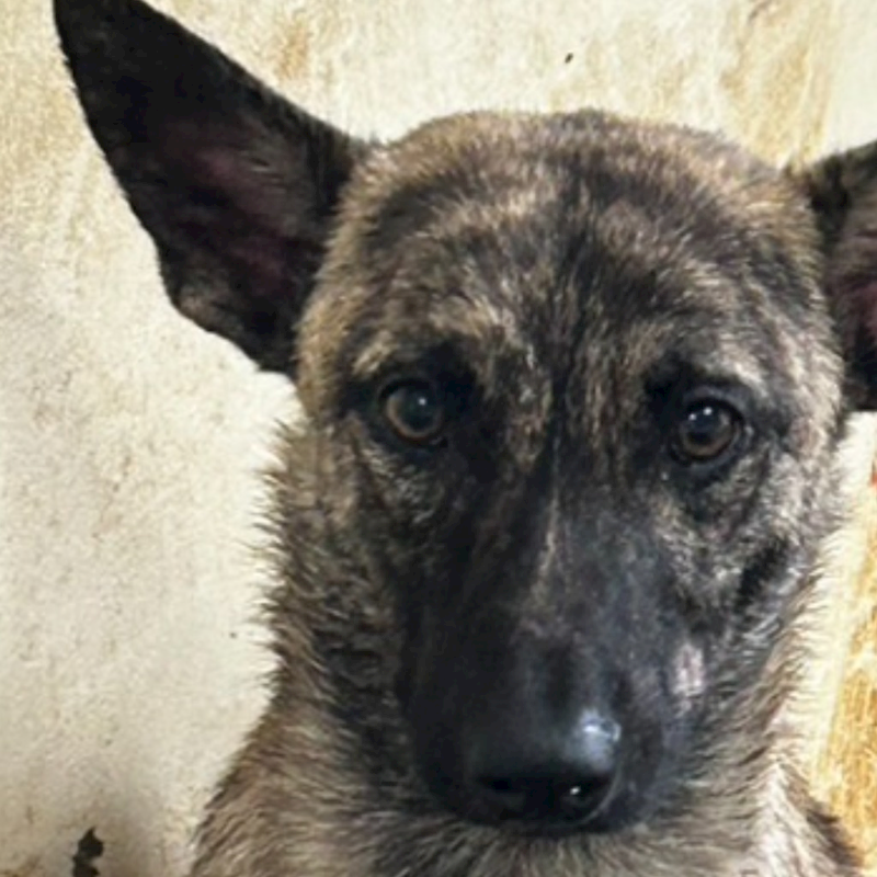 澎湖縣流浪動物收容中心,編號:350127, 混種犬          