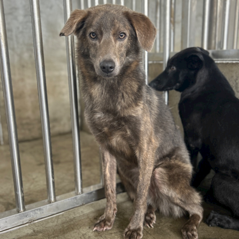 澎湖縣流浪動物收容中心,編號:363153, 混種犬          