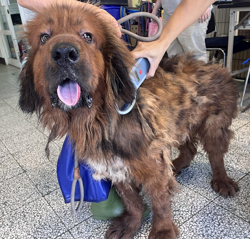 桃園市動物保護教育園區,編號:412257, 獒犬        