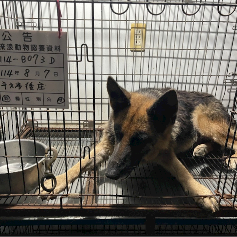 雲林縣流浪動物收容所,編號:418442, 混種犬          