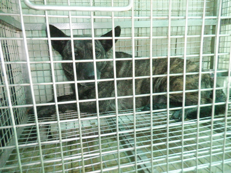 南投縣公立動物收容所,編號:371674, 混種犬          