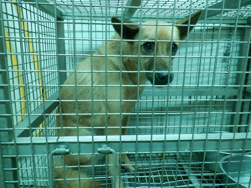 南投縣公立動物收容所,編號:347693, 混種犬          