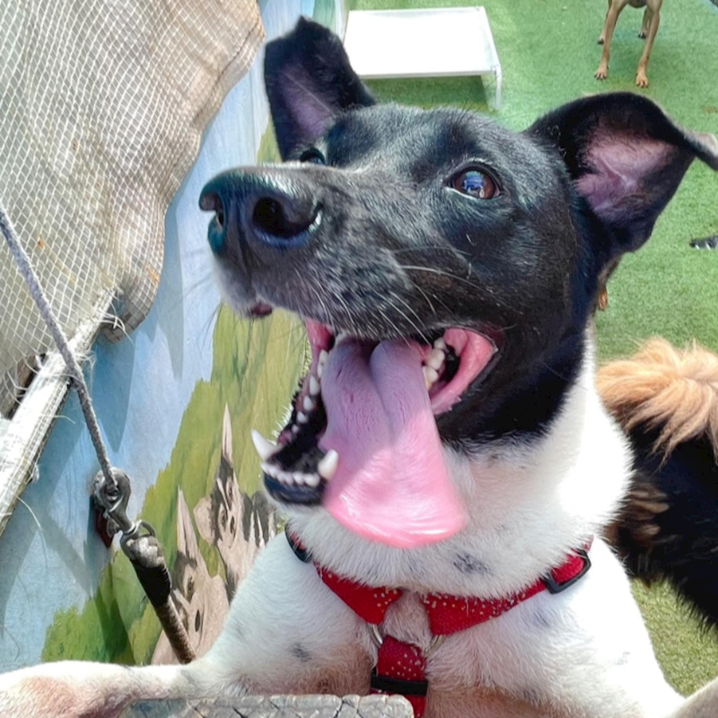 臺南市動物之家灣裡站,編號:256403, 混種犬          