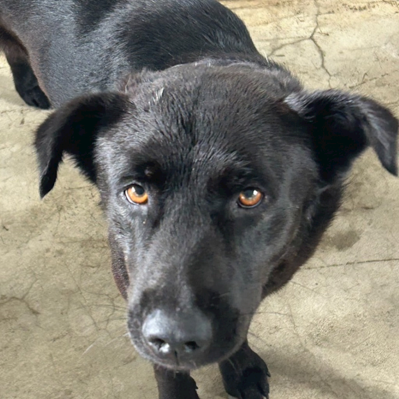 澎湖縣流浪動物收容中心,編號:403608, 混種犬          