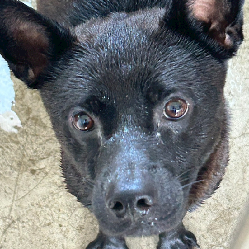 澎湖縣流浪動物收容中心,編號:406628, 混種犬          