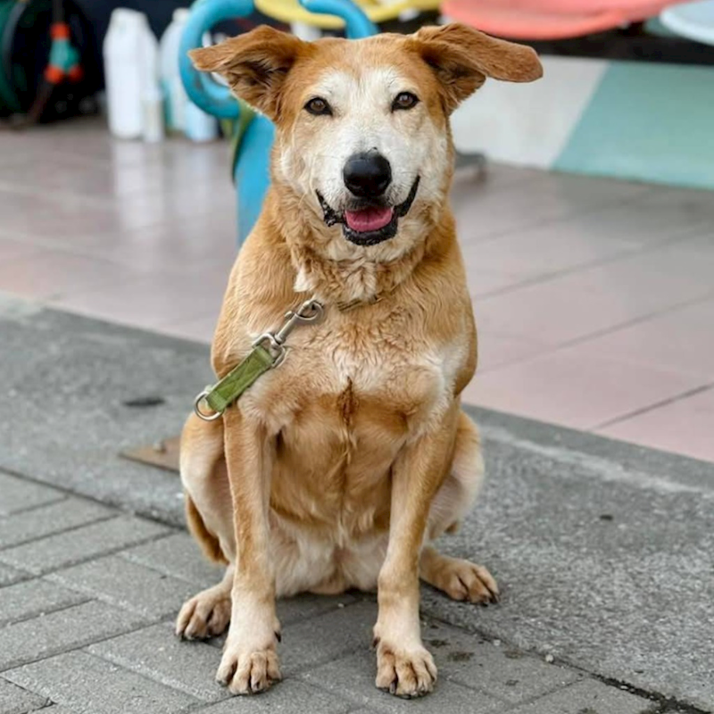 臺南市動物之家灣裡站,編號:330024, 混種犬          