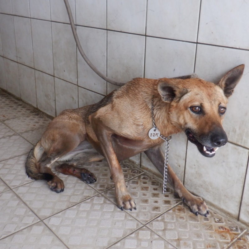 南投縣公立動物收容所,編號:373110, 混種犬          