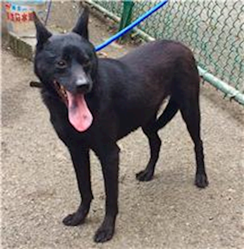 臺北市動物之家,編號:31424, 其他                  