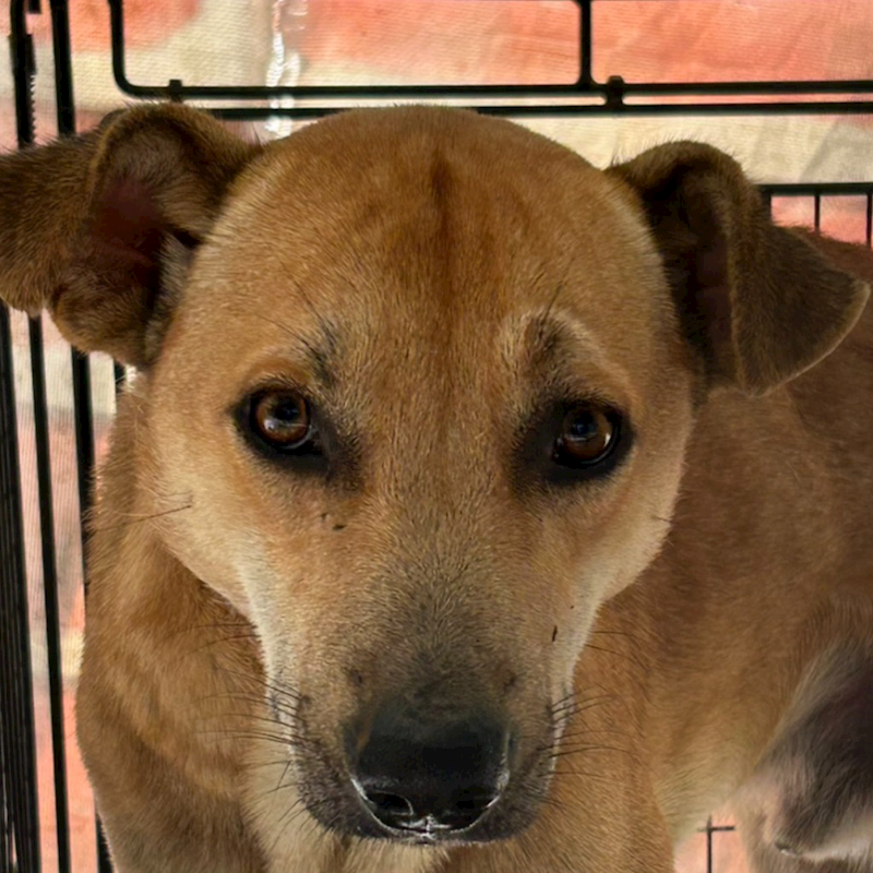 澎湖縣流浪動物收容中心,編號:388838, 混種犬          