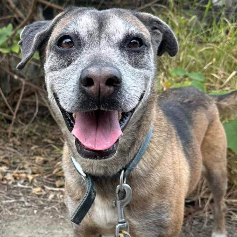 臺南市動物之家灣裡站,編號:131804, 混種犬          