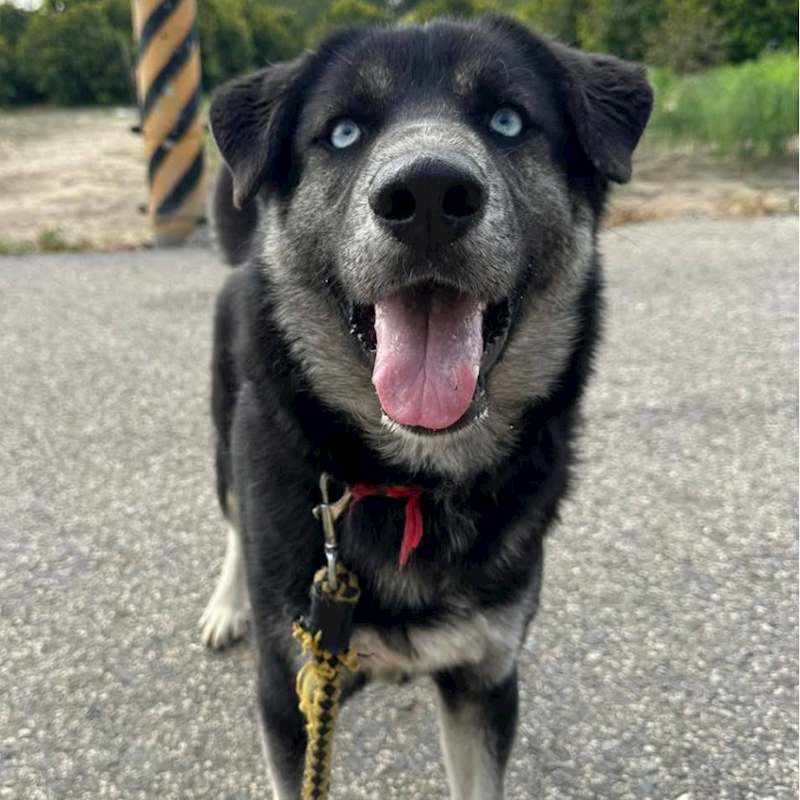 臺南市動物之家灣裡站,編號:381959, 混種犬          