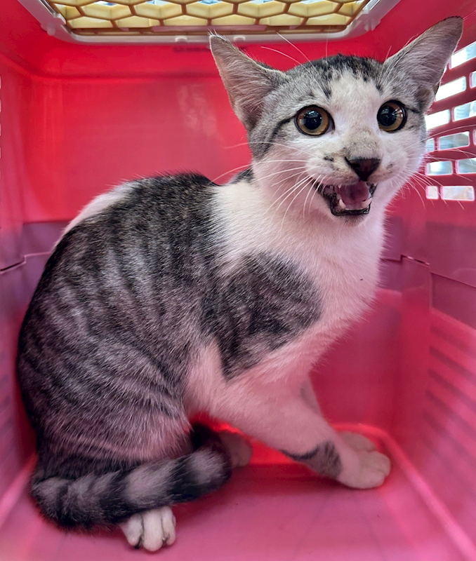 花蓮縣狗貓躍動園區,編號:384790, 混種貓                 