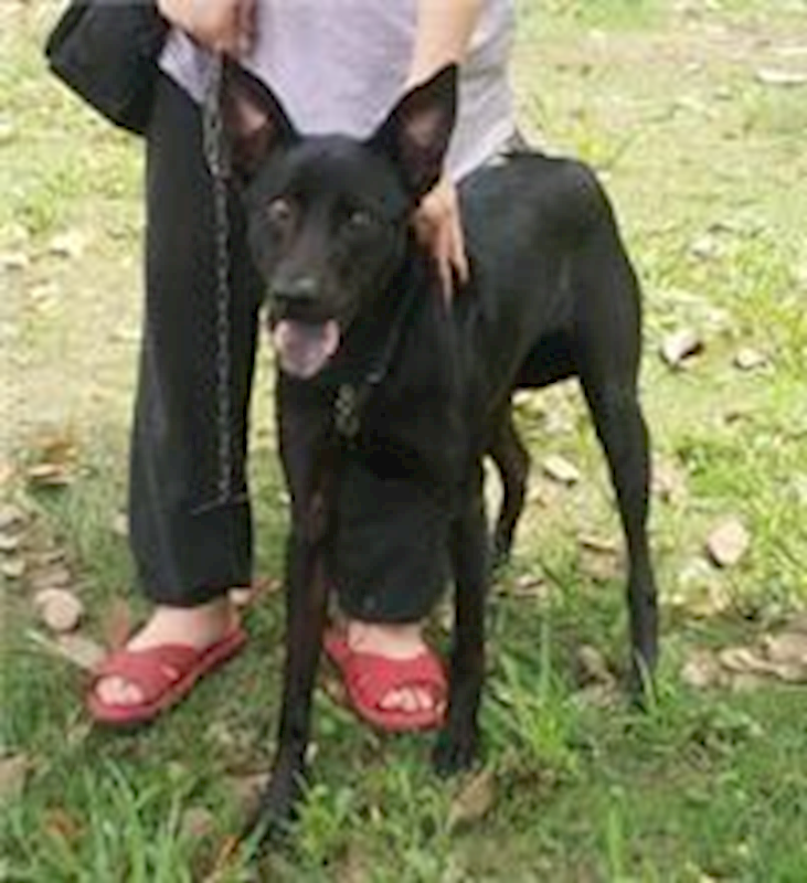 新北市中和區公立動物之家,編號:98650, 混種犬          