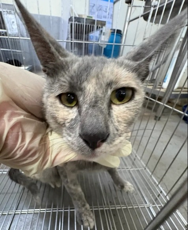 新北市五股區公立動物之家,編號:419180, 混種貓                 