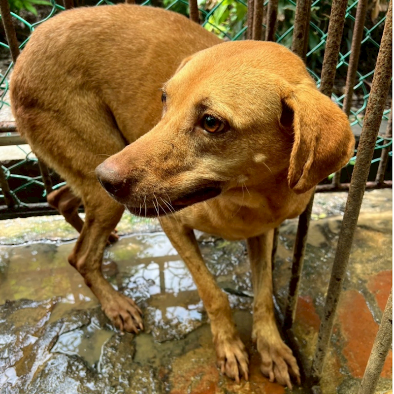 雲林縣流浪動物收容所,編號:28388, 混種犬          