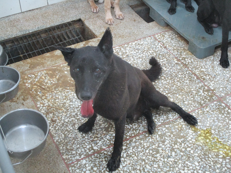 高雄市壽山動物保護教育園區,編號:419490, 混種犬          