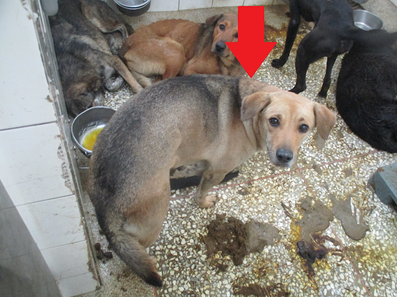 高雄市壽山動物保護教育園區,編號:419486, 混種犬          